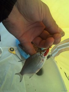 IMG_20180203_112429_339[1].jpg