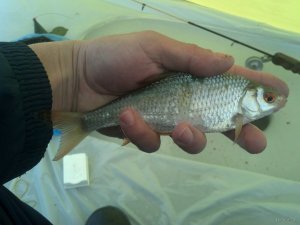 IMG_20180203_140501_516[1].jpg