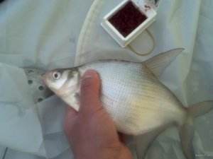IMG_20180203_092518_715[1].jpg