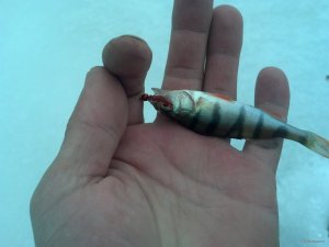 IMG_20180203_145346_703[1].jpg