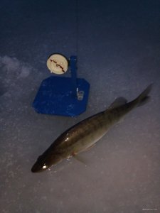 IMG_20180204_064846.jpg
