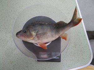 IMG_8589.JPG