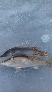 20180205_161630.jpg