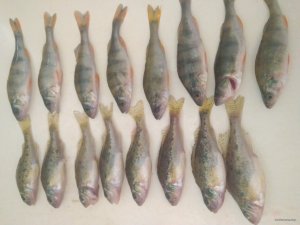 IMG_20180207_201238.jpg
