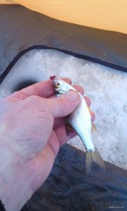 IMG_20180212_145726.jpg
