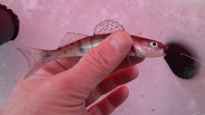 20180215_084356.jpg