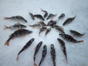 IMG_20180214_154600.jpg