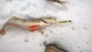 WP_20180218_14_15_56_Pro.jpg