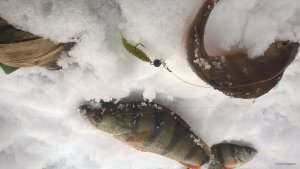 WP_20180218_14_28_55_Pro.jpg