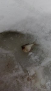 DSC_0011.JPG