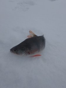 IMG_20180309_105338.jpg
