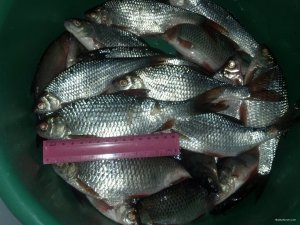 IMG_20180311_181810_745[1].jpg
