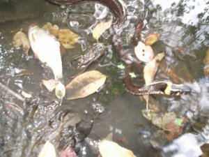 DSCF5101.JPG