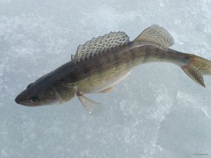 IMG_20180401_080734.jpg