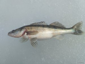IMG_20180401_111031.jpg