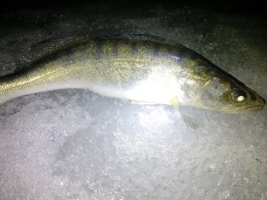IMG_20180401_051724.jpg