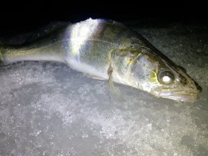 IMG_20180401_051733.jpg