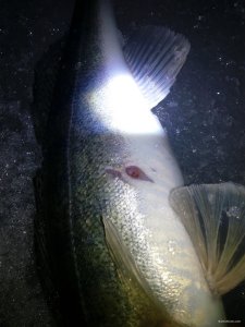 IMG_20180401_051820.jpg