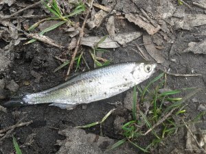 20180412_093416small.jpg