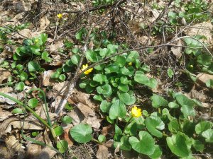 20180412_121633small.jpg