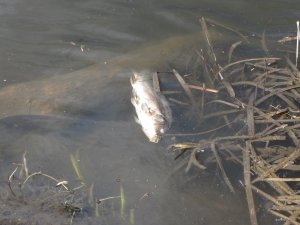 IMG_8578.JPG