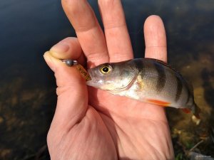 IMG_20180505_095520.jpg