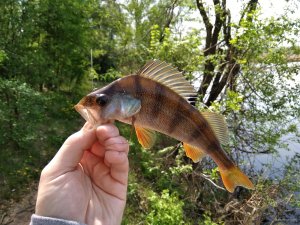 IMG_20180505_105850.jpg
