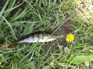 IMG_2366.JPG