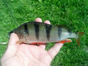 IMG_20180519_152101_506[1].jpg