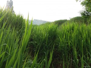 20180520_072738.jpg