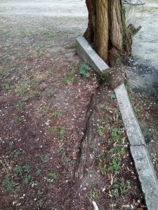 IMG_20180520_180227.jpg