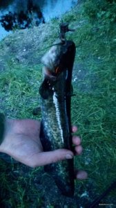 IMG_20180519_203042.jpg