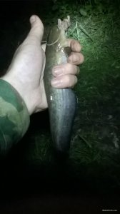 WP_20180519_21_12_37_Pro.jpg