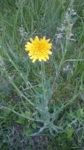 WP_20180520_08_04_40_Pro.jpg
