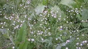 WP_20180520_08_06_03_Pro.jpg