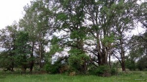 IMG_20180520_080255.jpg