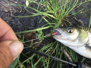 IMG_2426.JPG