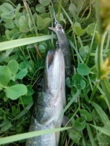IMG_20180526_051017.jpg