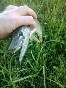 IMG_20180526_051035.jpg