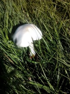 IMG_20180526_073213.jpg