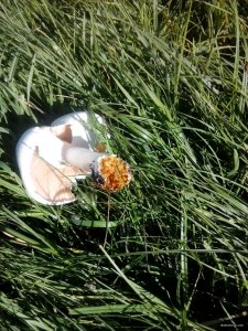 IMG_20180526_073219.jpg
