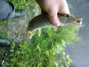 IMG_20180527_044238.jpg