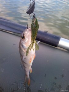 IMG_20180522_152749.jpg