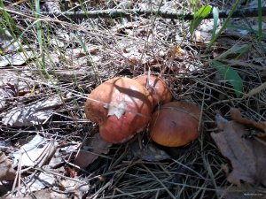IMG_20180528_125646.jpg