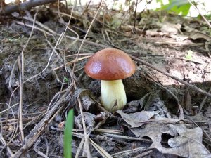 IMG_20180528_153253.jpg