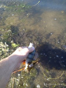 IMG_20180529_154302.jpg