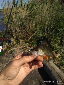 IMG_20180529_154831.jpg