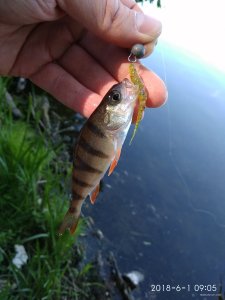 IMG_20180601_090557.jpg