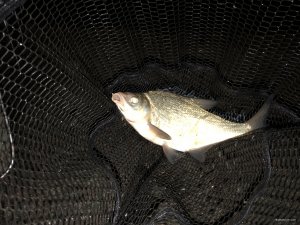 11201610-B04D-4827-8FA3-87D695DB5C2D.jpeg