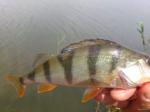 DSC_0108.JPG